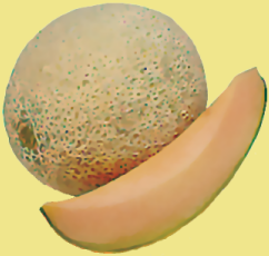 Description: X:\DM\WEBHOST\temp\siteworking\images\cantaloupe2-small.png