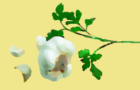 Description: X:\DM\WEBHOST\temp\siteworking\images\garlic.png