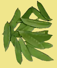 Description: X:\DM\WEBHOST\temp\siteworking\images\snowpeas.png
